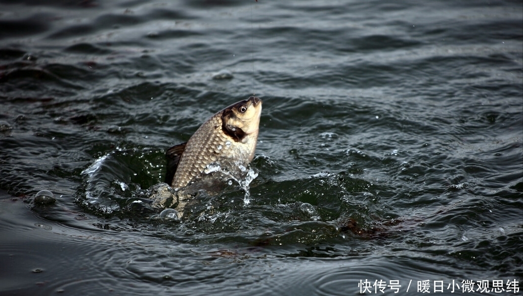 关键|连鲫鱼都钓不好?关键不在于饵料,就是因为不会控频率