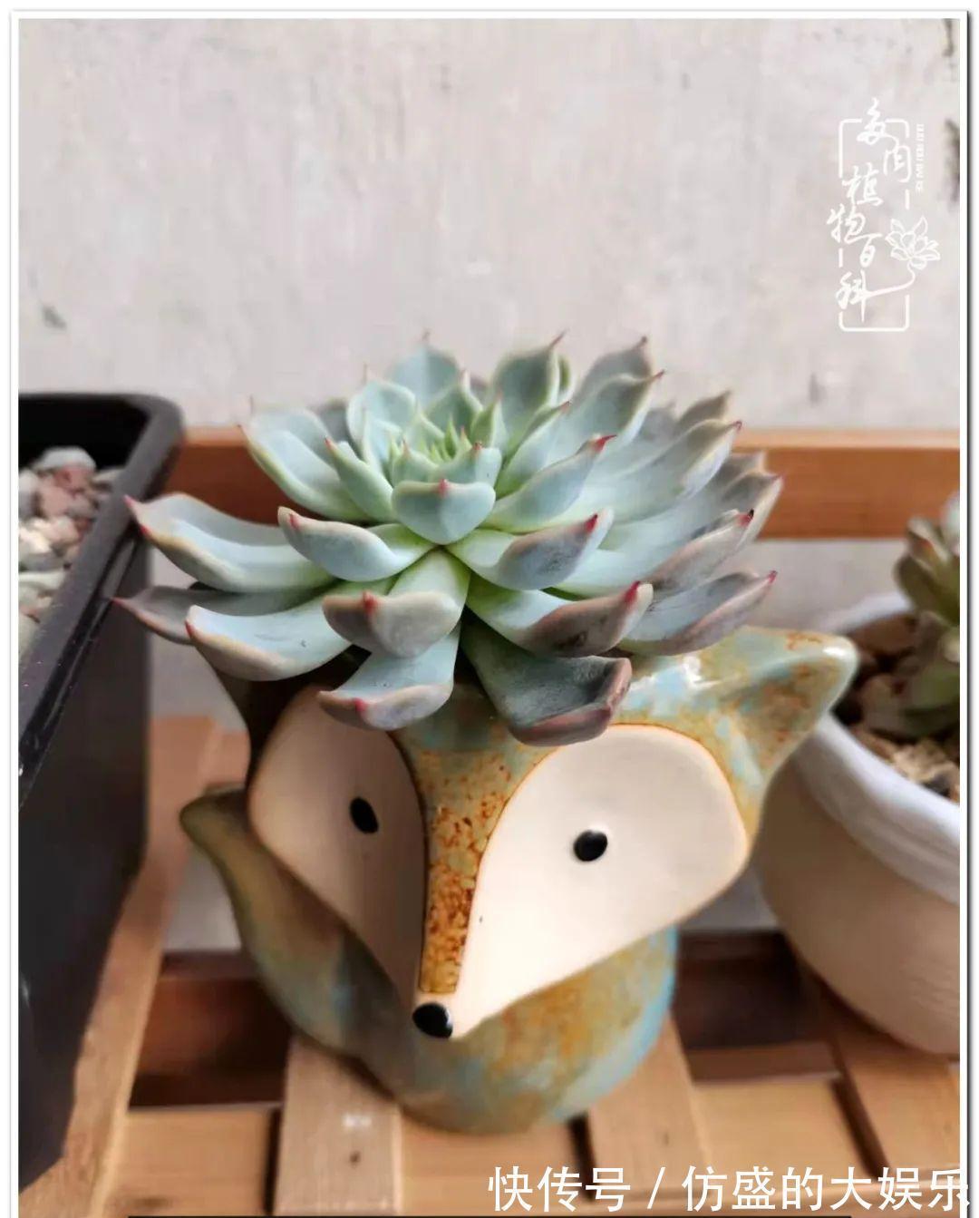 养多肉,慢慢来,我们一起沉淀再绽放!