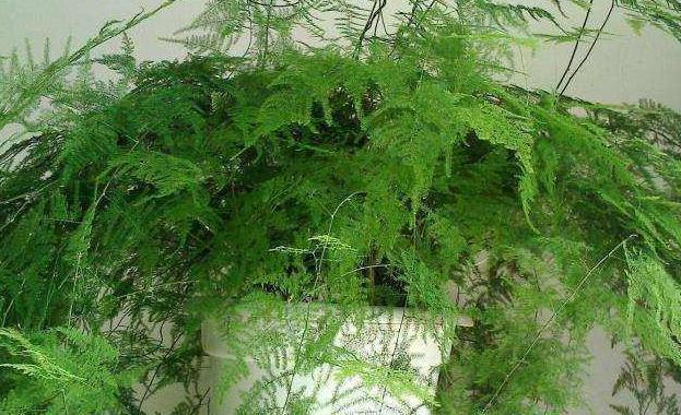 文竹发枯，发黄，不见长，教你3个小妙招，叶翠绿枝茂盛