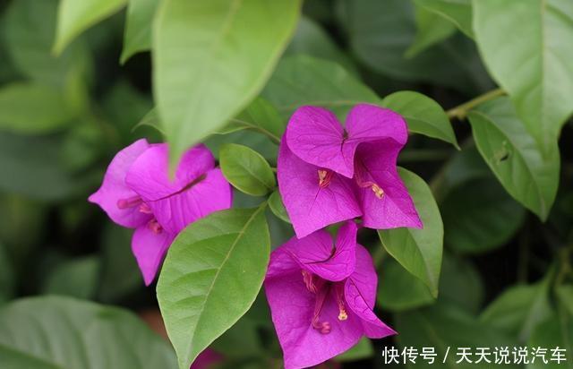 这些花就适合小盆养,耐旱,怕涝,浇越多死越快