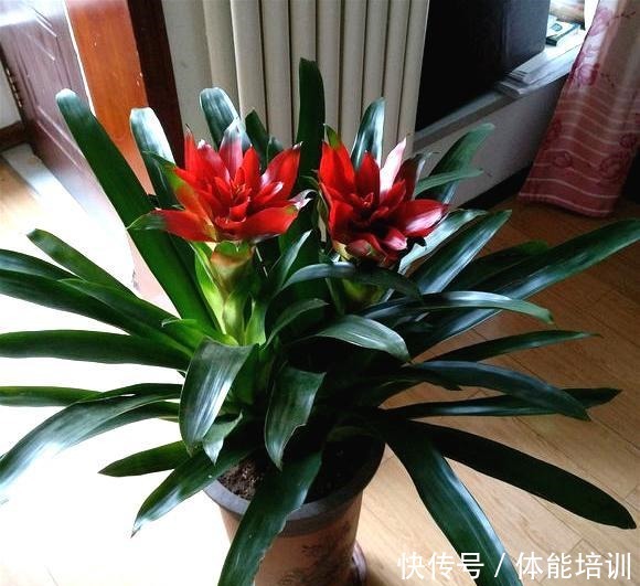 过年买花就选这“4种”,花名自带“鸿运”,寓意“好运连连”!