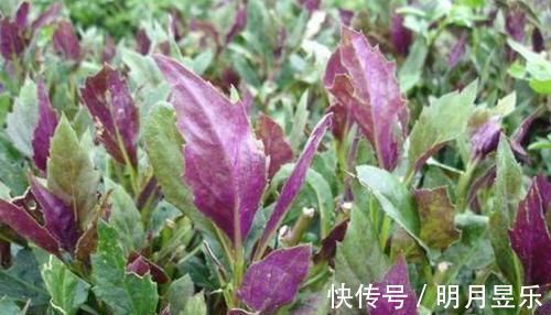 云龙菜|女性到了中年，常吃3种食物，刮油消脂，排毒减肥，营养又瘦身！