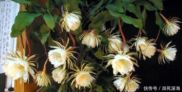 昙花|花期虽短却美得惊艳,称为“月下美人”,昙花的种植方法你知道吗!