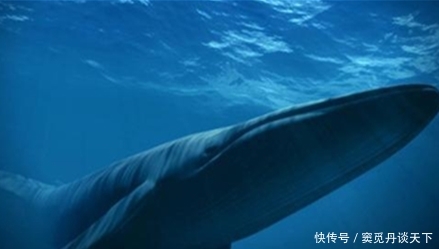 蓝鲸是哺乳动物用肺呼吸 为何会在岸上死掉 原因让人哭笑不得 快资讯 蓝鲸是哺乳动物用肺呼吸 为何会在岸上死掉 原因让人哭笑不得 快资讯