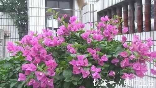 养花却不开花?学会这一招,立马开花爆盆给你看!