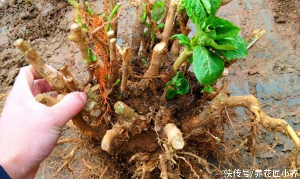 老手|养月季绣球,老手买小苗,新手买老桩,小花匠告诉你真正原因