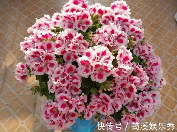 花球|5种花不用管,盆栽地栽都好养,自己就能长成大花球,花开还惊艳