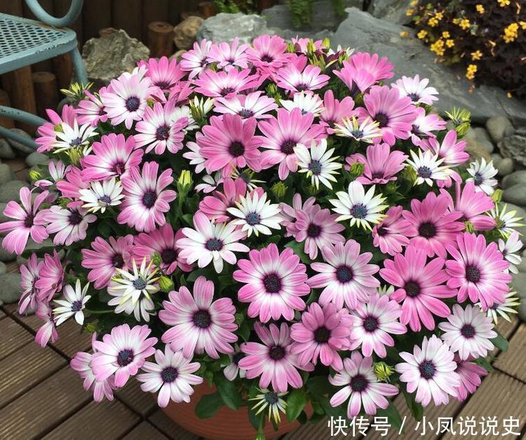 4种花是懒人的最爱,有阳光就爆盆,年年开花美翻