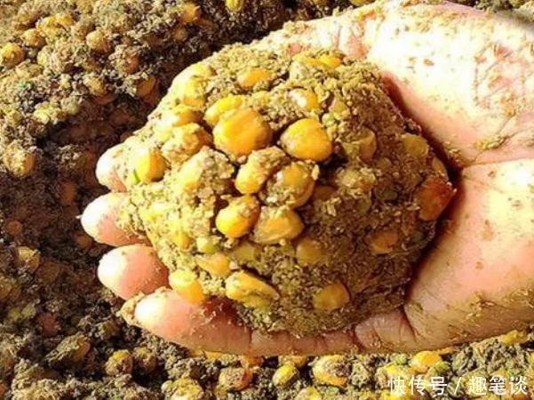 窝子|野钓经验谈之九 野钓鱼获看打窝 打窝也能打死窝