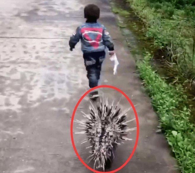 小男孩|小孩子被欺负后,召唤“神兽”去报仇,网友:惹不起呀!