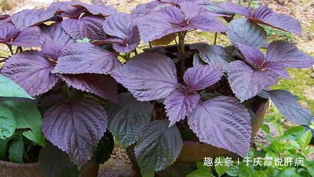 紫苏|农村一种“养肝宝”,78岁老人用它泡水喝,肝好、人长寿