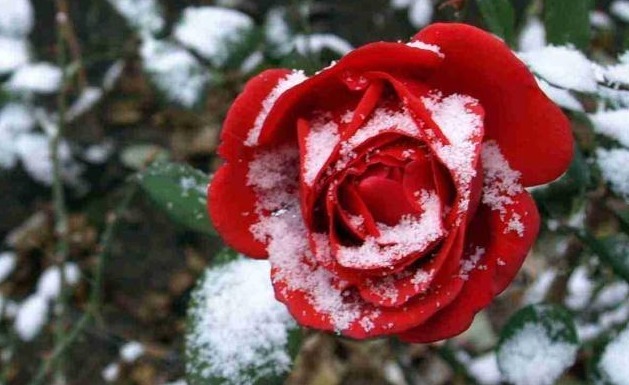 冬天没暖气,养这些花,零下五度冻不死,照样开花开的艳!