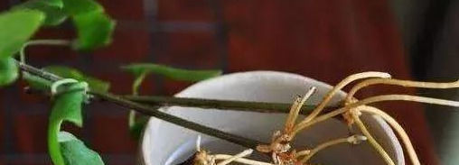 生根|这几种“小药片”可别扔了,放水里搅一搅,促生根开花还能防烂根