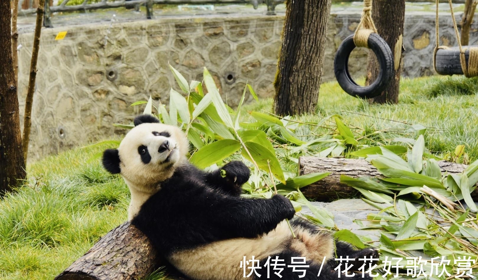 九寨沟|走进九寨新12景｜深山秘境甲勿海 大熊猫“民宿”住着4只可爱的滚滚