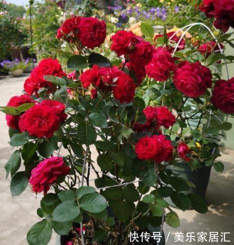 月季盆栽,做好这4步,开花整齐,株型好