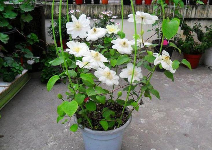 秋冬封闭阳台养花就选铁线莲,满足4点,铸就“一帘幽梦”