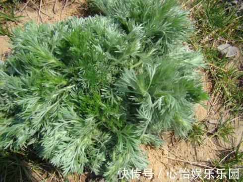 蒲公英|女人养肝就是抗衰老,3种野菜,养肝护肝,肝脏舒服,人才显年轻