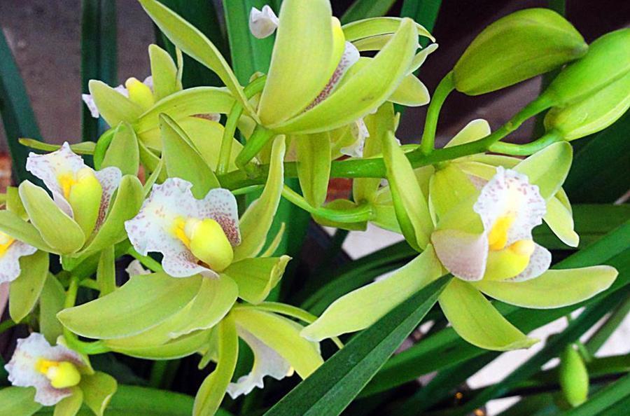 水仙|3组相生相克的植物,放在一起养不好,你要注意这个