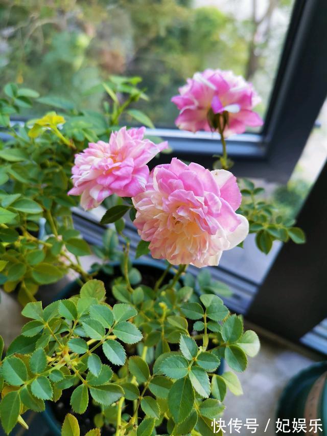 阳台盆栽养花,这款很优秀,花多易爆盆,四季开不停,好看又好养