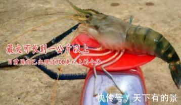 大虾入侵珠江，有人钓起一只发现满腹虾卵，这是要开始繁殖？