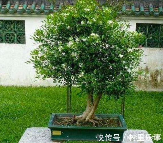 “3种树”养客厅,芳香浓郁还杀菌,连“清新剂”都不用买了!