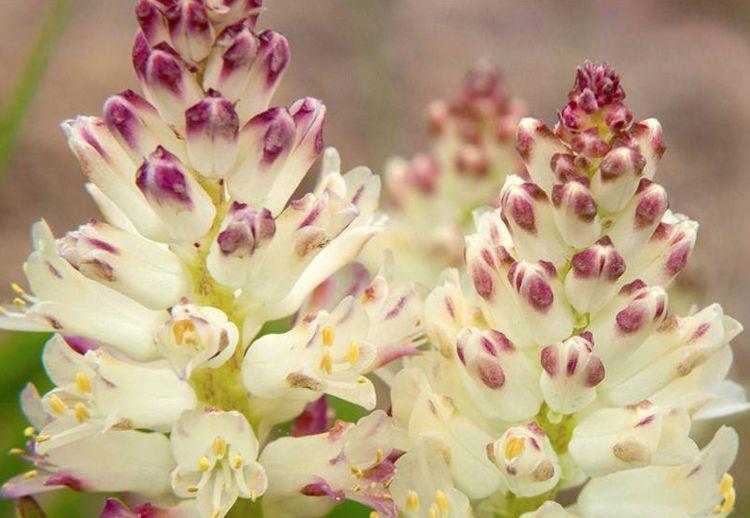 花型|6月12日开始，养花试试这几款，花型奇特美丽，花香四溢飘满屋