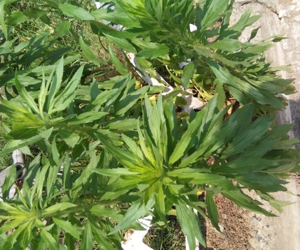 小蓬|此物名为“解酒草”，是治疗肠胃“特效药”，路边常见，遇到珍惜