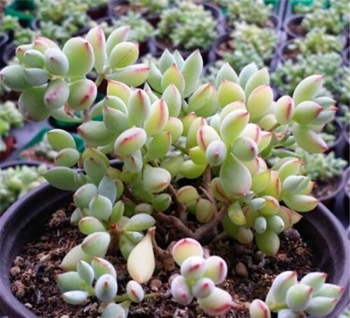 养多肉植物选它，造型别致，香味宜人，养护简单，值得拥有！