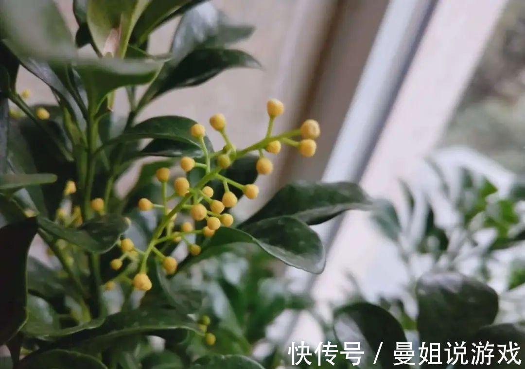 米兰这么养,疯狂冒新叶,开花香又多
