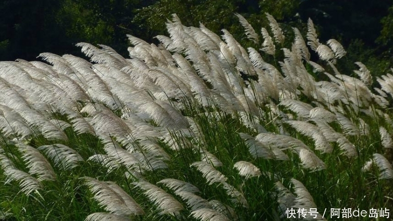 见到|提个醒:见到此野草,一定要拔回家,作用非常大,男女不可错过