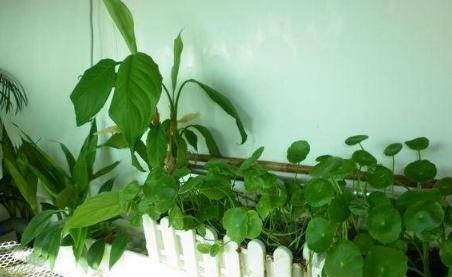 花都是浇死的1分钟学会如何判断盆土是否需要浇水了