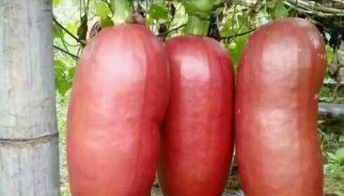 打赌|考验眼力的4种奇葩水果,指橙上榜,打赌你最多认识二种