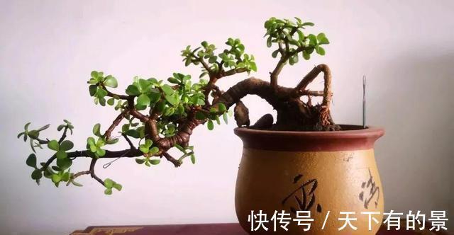 老桩|养金枝玉叶,做到“3多1少”,能快速养成老桩,价值高