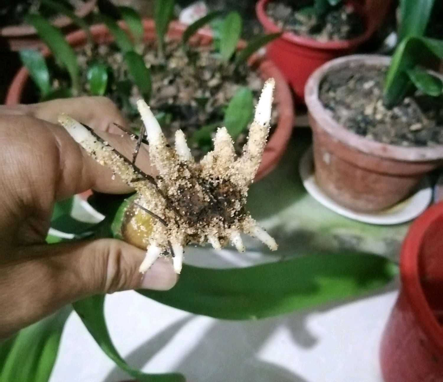 无根的君子兰不用丢，使用一种发根神土，两个月新根爆不停