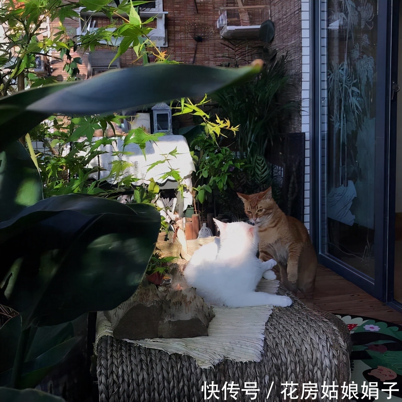 扶芳藤|把阳台打造成自己喜欢的小花房,需要从这些方面去做,就能拥有它