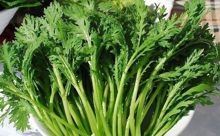 休闲采摘园：城市绿肺中的惬意一瞥