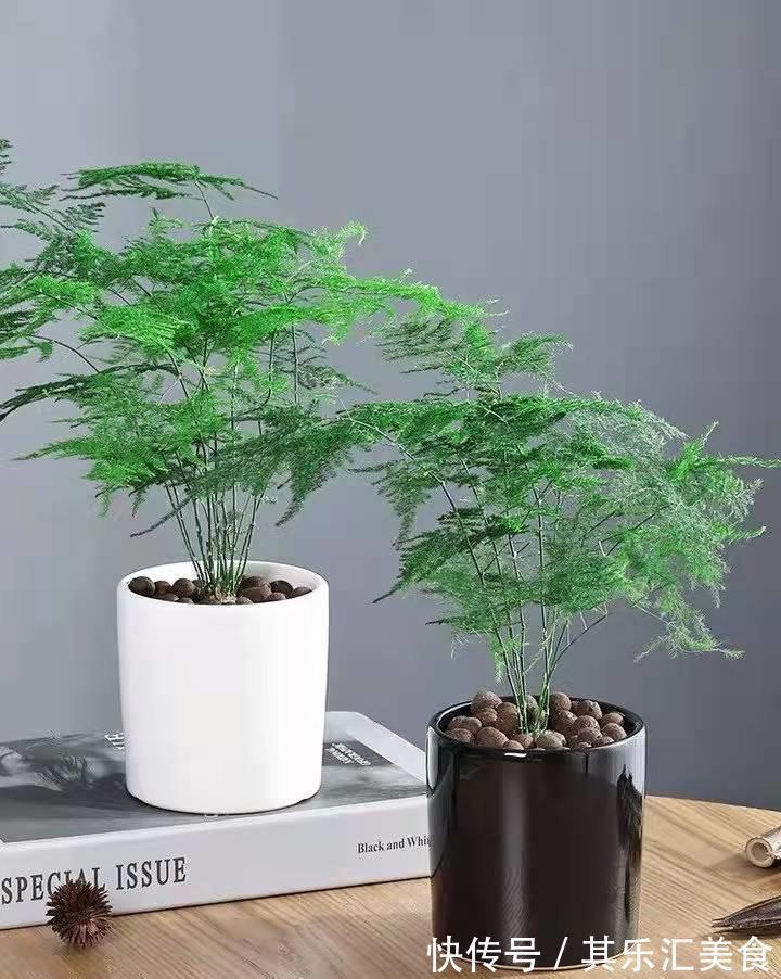 家中养“5种竹”,富贵不俗,护家祥瑞,好日子节节高升