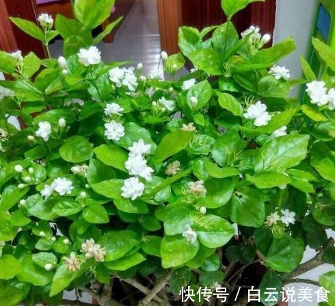 冬季浇花,只用“一神奇水”,不用花“1分钱”,比营养液都好用