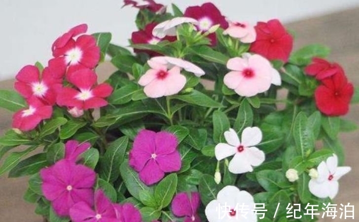 这几款小花,便宜又好养,好养易活不招虫,养在哪里都爆盆