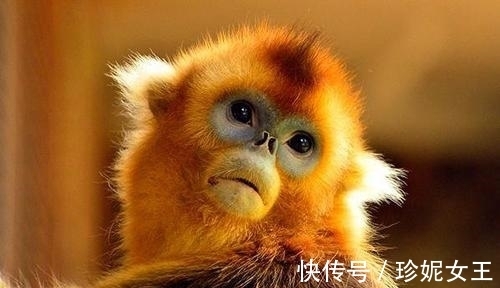 朋友之间|大金猴：哪月出生的属猴人喜事连连，好运不断，看看有你吗？