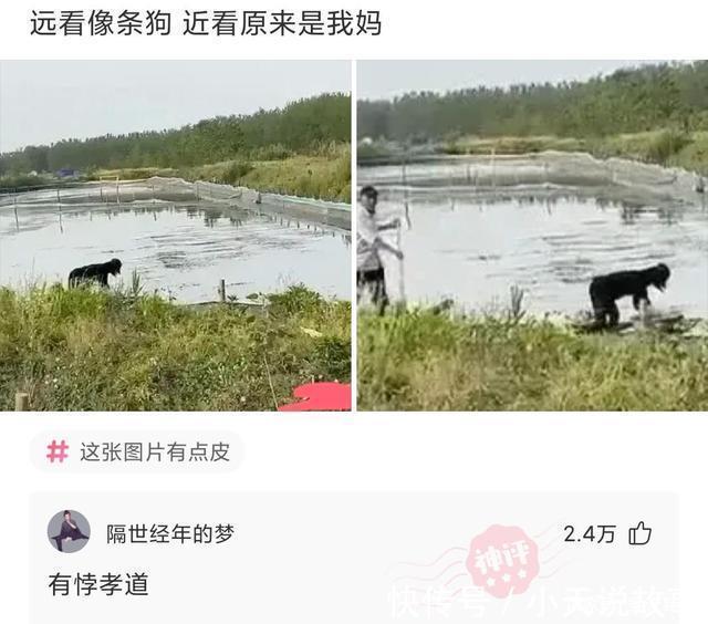 |搞笑神回复。远看是条狗,近看原来是我妈。有悖孝道