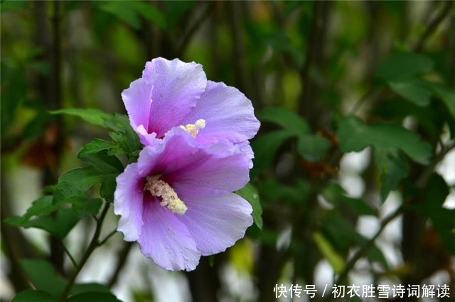 孟姜|盛夏槿花，颜如舜华，朝开暮落，仙子优雅，槿花八首伴盛夏