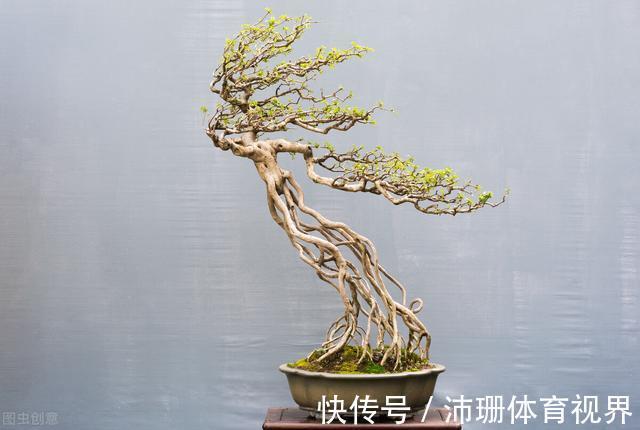茎杆|老花匠直言:5种花建议去当地花市购买,能不网购尽量别网购