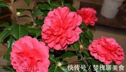 公认最美的4种花,不怕冷、不怕热,开花漂亮花期长