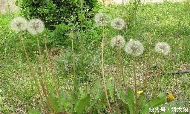  天生一对|蒲公英和此物天生一对，一起泡水喝，清热、解毒