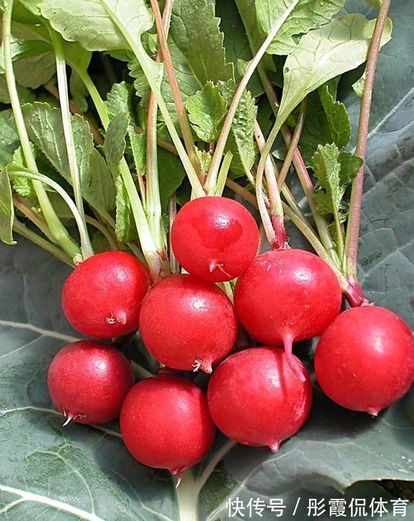 5种“蔬菜”不怕冷,阳台种一盆,0度冻不死,吃一茬冒一茬