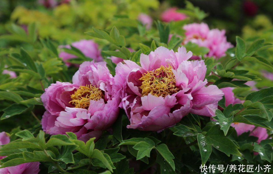 种花|北方花园必养的6种花，花大花多花期长，而且好养又耐寒