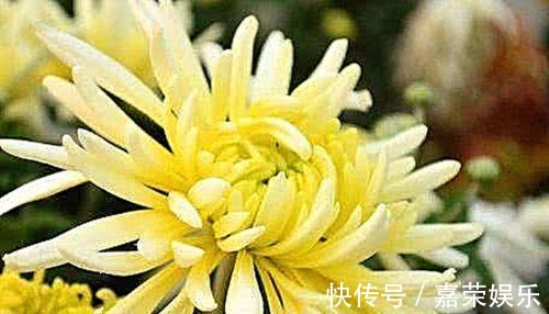 排毒|泡菊花时加一宝,每天一杯,排毒燃脂,视力好,肝越来越健康