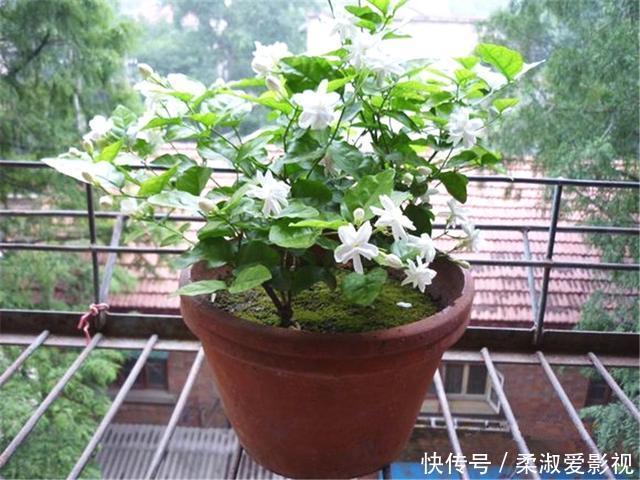 茉莉花扦插有“技巧”,步步都是“精髓”,成活率猛增