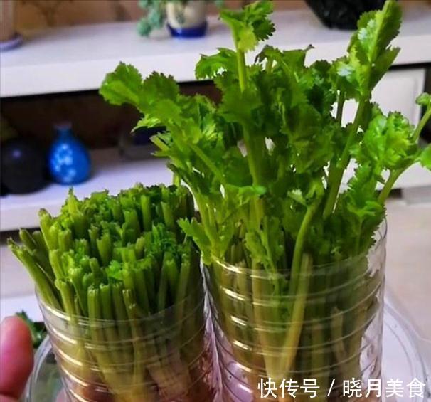 7种“蔬菜”冬天种，0度冻不死，吃一茬冒一茬，连续吃半年